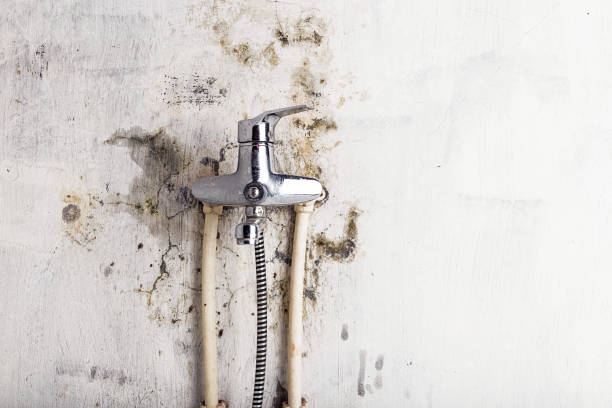 Best Emergency Mold Removal  in , NM