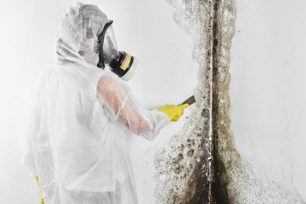 Best Toxic Mold Removal  in , NM