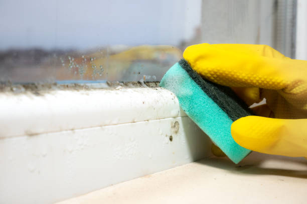 Best Attic Mold Removal  in , NM