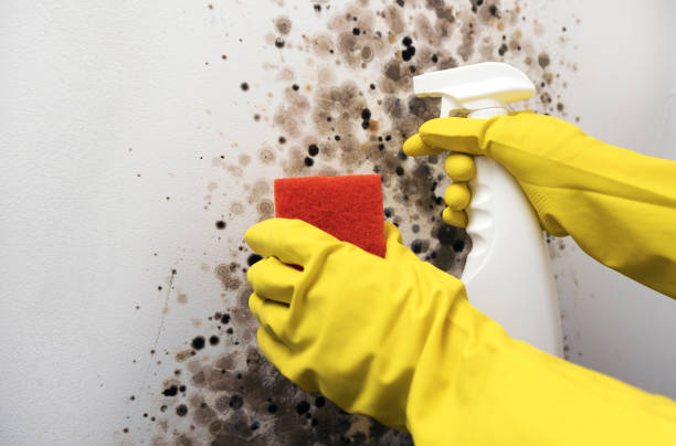 Best Local Mold Removal Service  in , NM