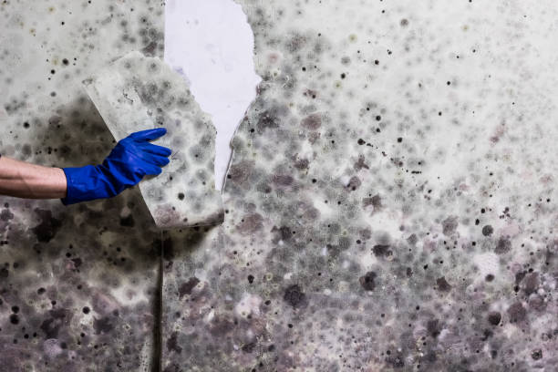 Best Commercial Mold Removal  in , NM