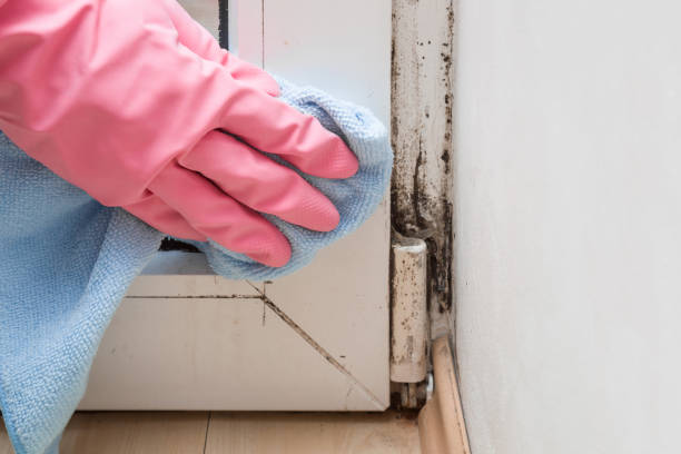 Best Toxic Mold Removal  in , NM