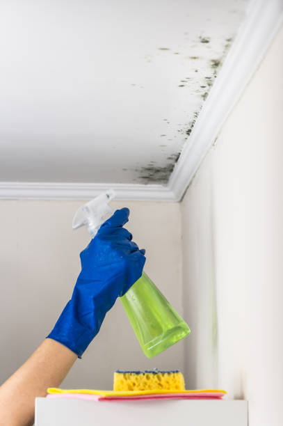 Best Mold Remediation Services  in , NM