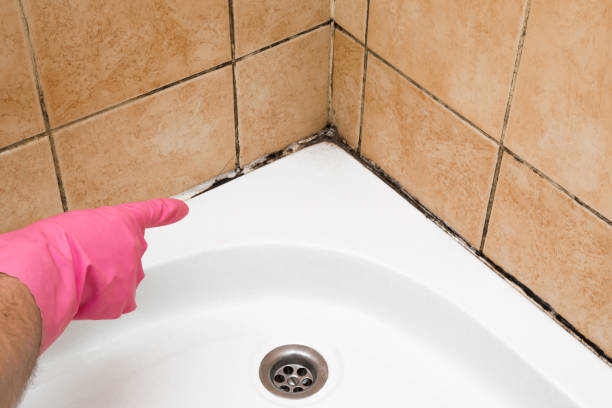 Best Mold Damage Repair  in , NM